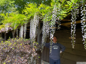Wisteria floribunda Macrobotrys or Multijuga   